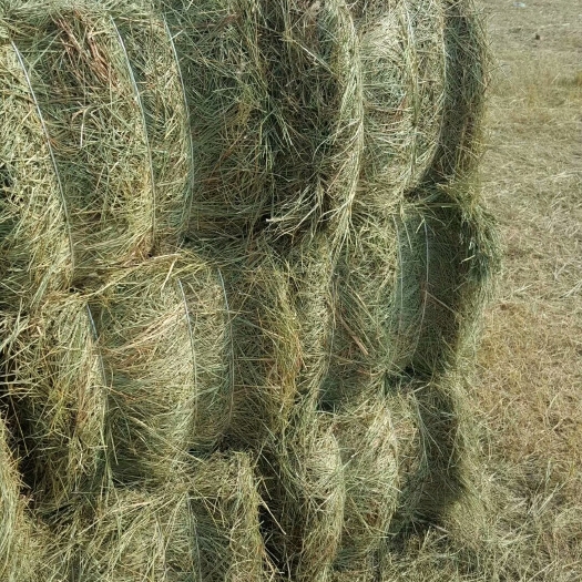 哈尔滨牧草