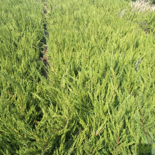 泰安小龙柏