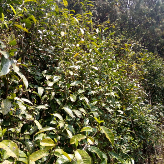 墨江县云南茶叶 袋装 二级 