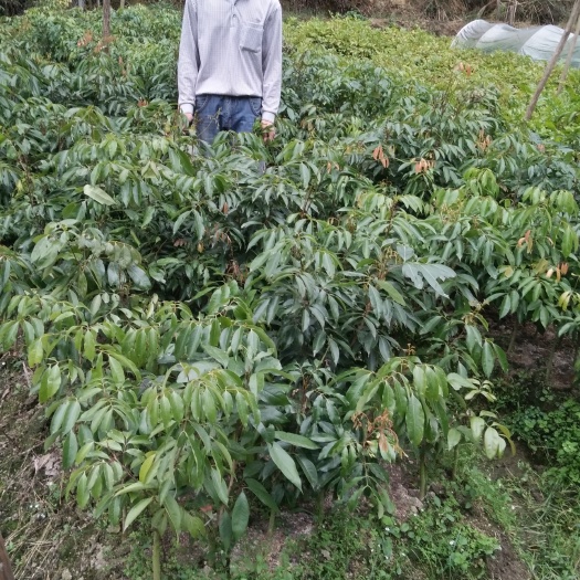 容县桂味荔枝苗 