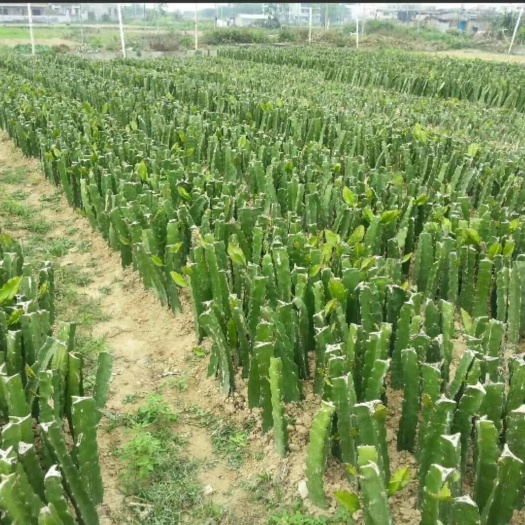 灵山县金都一号-红心火 
