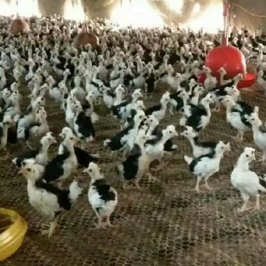 衡阳县贵妃鸡苗 