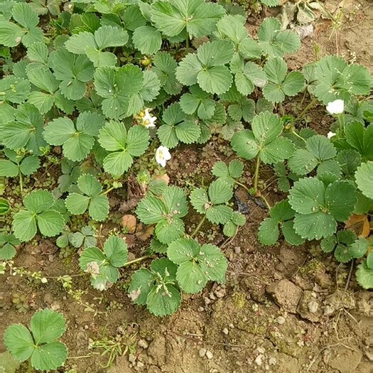 中牟县甜查理草莓苗 地栽苗 10~20公分