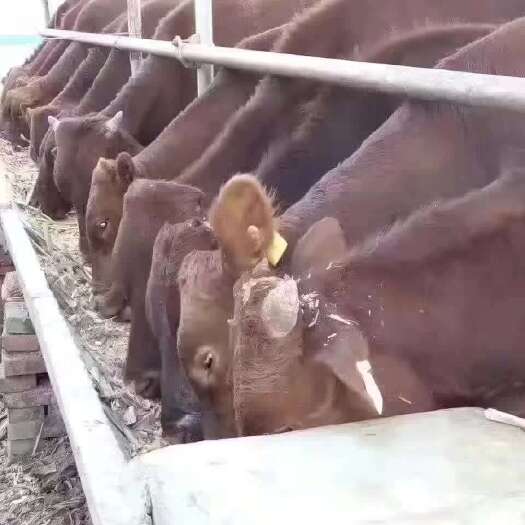 忻州出售肉牛
