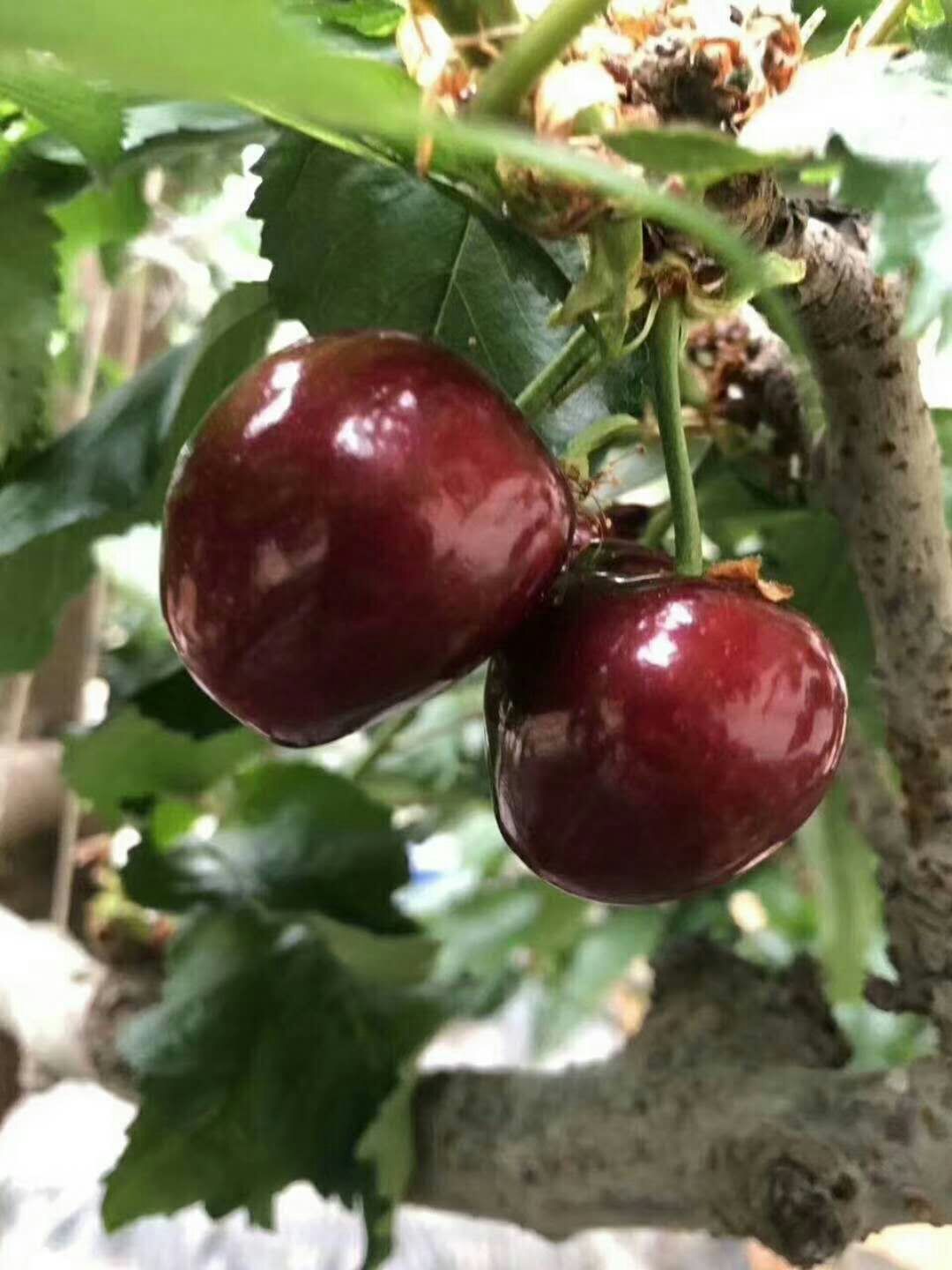 美早樱桃  2025年新果现货，2斤装3斤装顺丰包邮，脆甜多