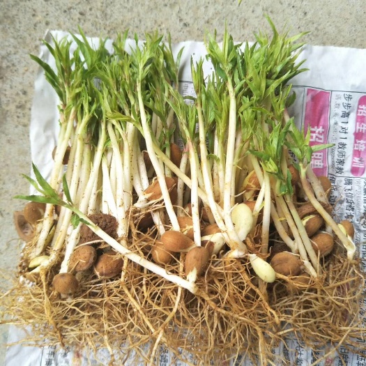 阳朔县毛桃苗  毛桃芽苗  场地供应100万棵
