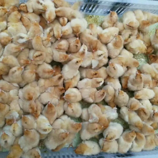 衡阳县土鸡苗 