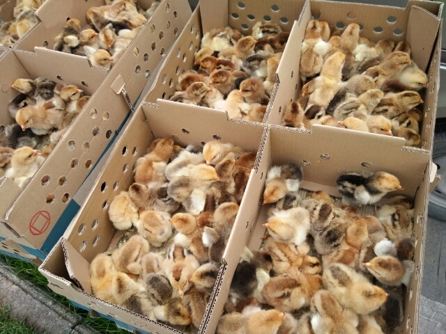 本场常年供应鸡苗