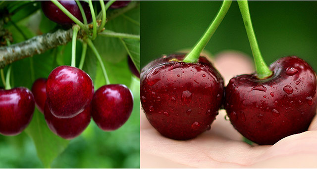 美早樱桃  2025年新果现货，2斤装3斤装顺丰包邮，脆甜多