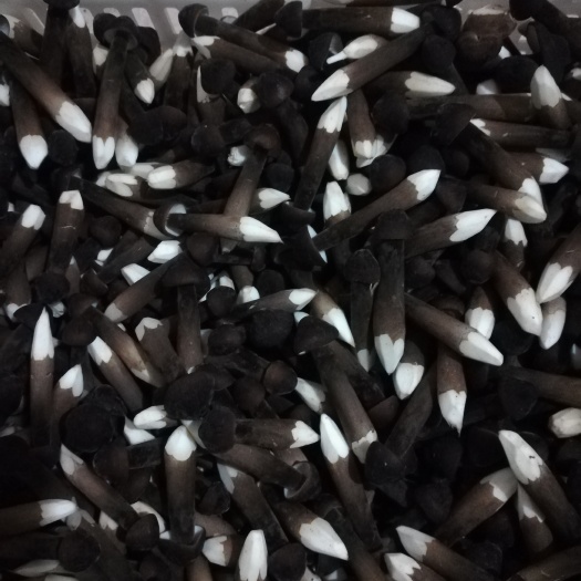 鱼台县鸡枞菌 干货 人工种植 黑皮鸡枞 5cm~7cm 