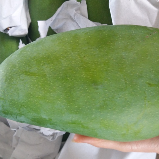 凭祥市大青芒 二级果
