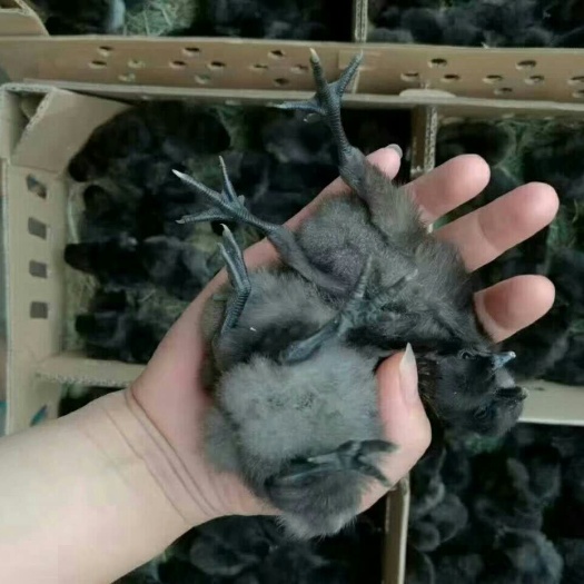 衡阳县五黑鸡苗 