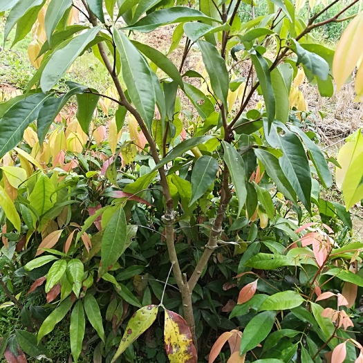 灵山县桂味荔枝苗
