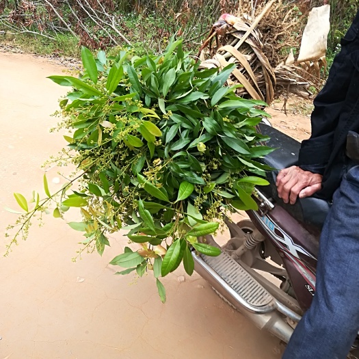 灵山县无核荔枝苗