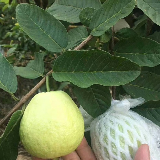 北流市红心芭乐 150-200克