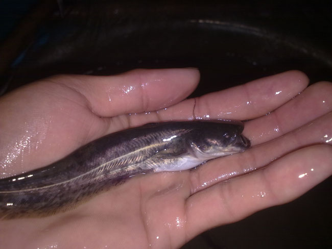 博罗县 大口鲶鱼苗
