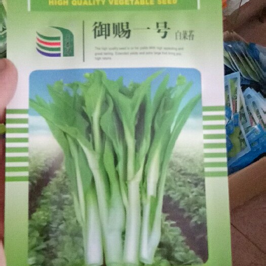  极早熟白菜苔种子