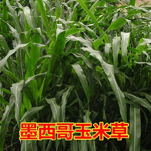 梁山县墨西哥玉米草 叶多秆脆，有甜味，牲畜都爱吃