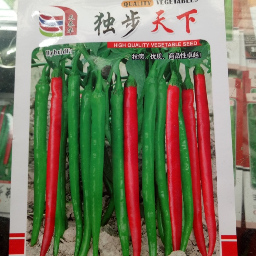 新田县 加长型线椒种子