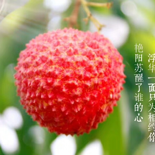 灵山县妃子笑荔枝苗 