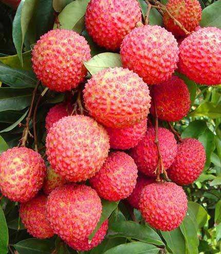 灵山县桂味荔枝苗 桂味果肉清甜核小 两年苗 无病害 包邮