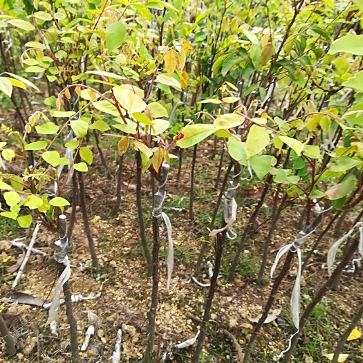 灵山县四季红杨桃苗
