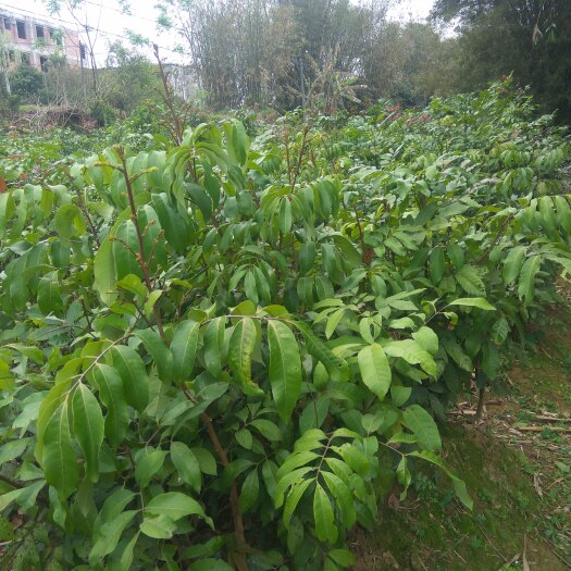 灵山县石峡龙眼树苗 