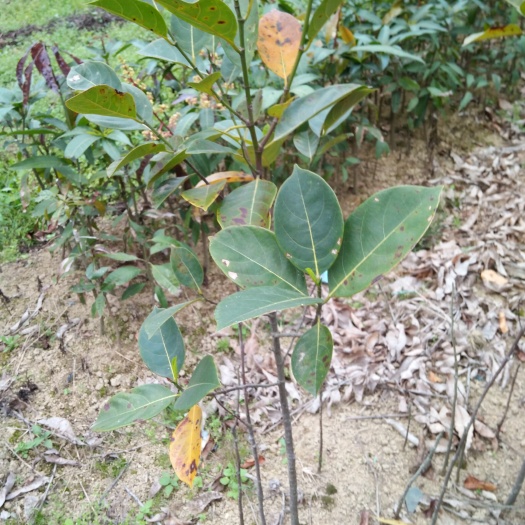 灵山县马来西亚一号菠萝蜜苗
