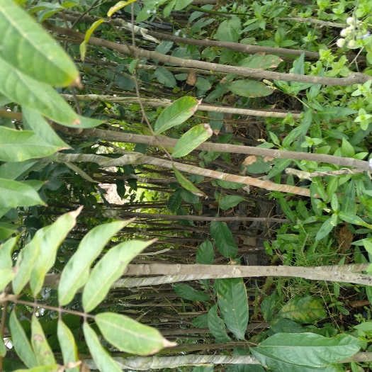 灵山县黄橄榄 