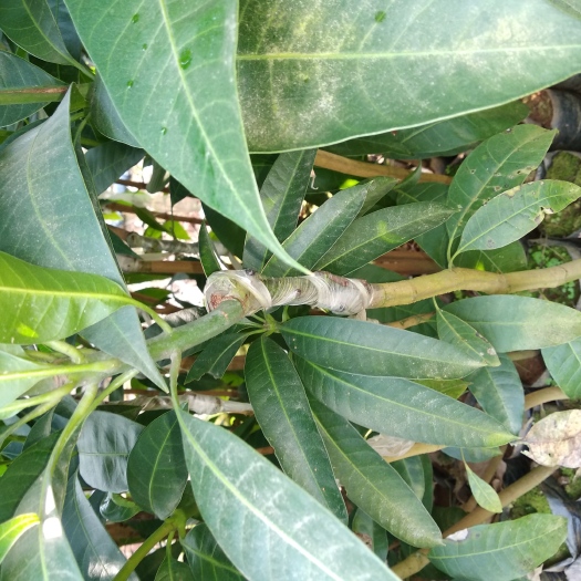 白沙县金煌芒果苗