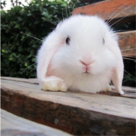 垂耳兔 花色多样