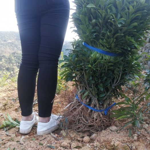 台州荸荠杨梅种苗  黑炭荸荠杨梅苗  嫁接苗