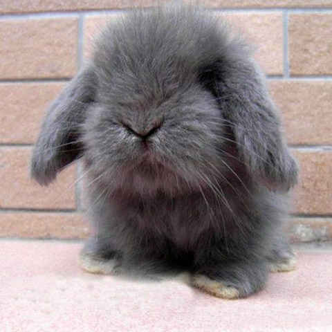 垂耳兔 花色多样