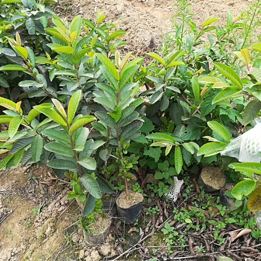 灵山县红心芭乐番石榴苗