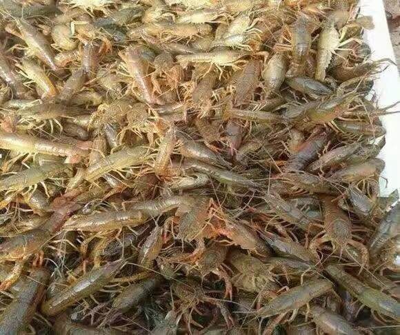 南京龙虾苗