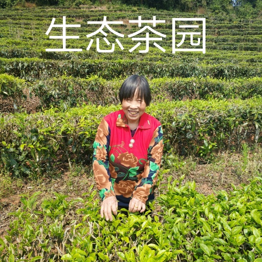 西宁云南绿茶 散装 一级 