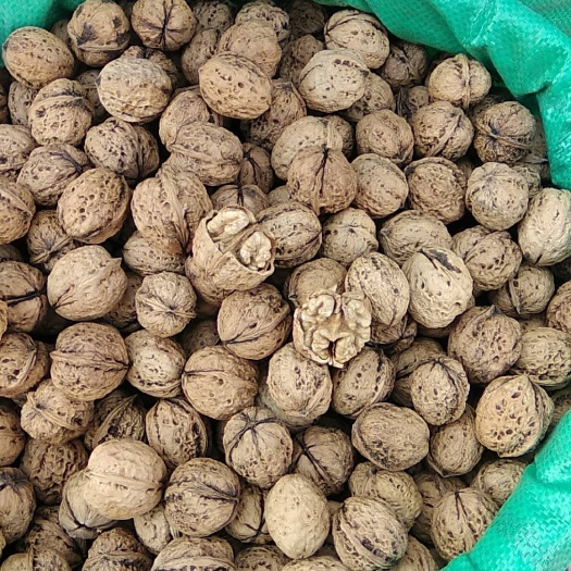 禄劝县云南漾濞核桃