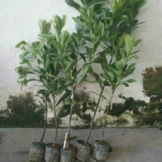 云县东槐杨梅苗