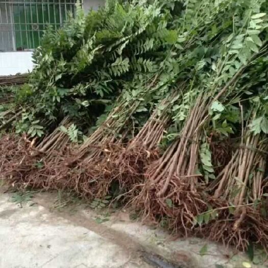 大竹县红油香椿苗 2公分以下 