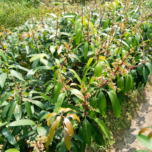普宁市金煌芒果苗