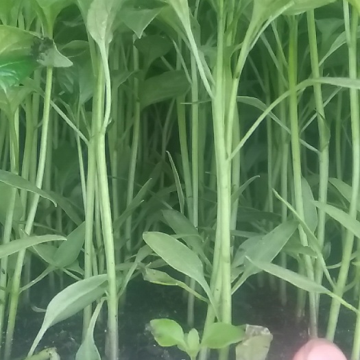 昆明辣椒苗甜椒苗不辣个头大产量高抗病性强
