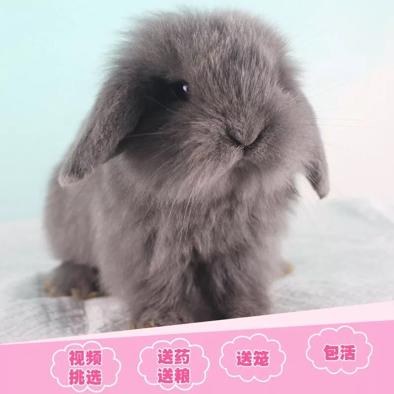垂耳兔 花色多样