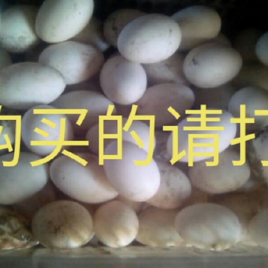 白城土鹅蛋 食用 散装