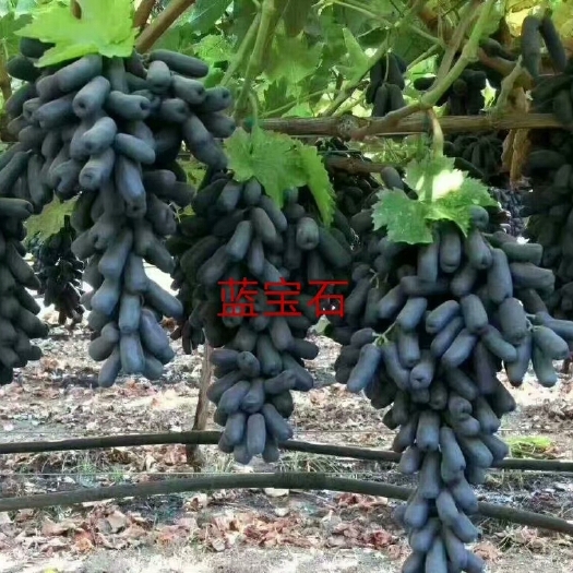 泰安甜蜜蓝宝石葡萄苗