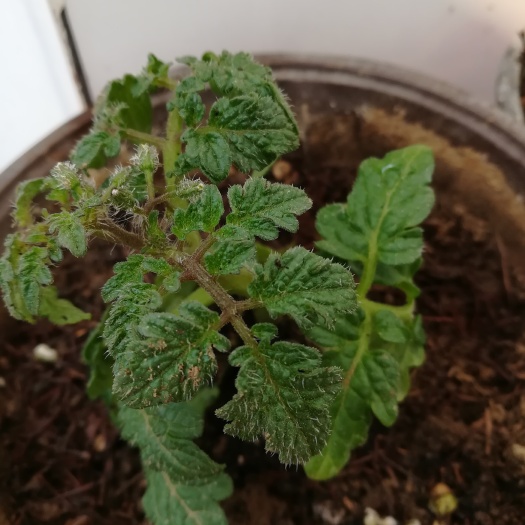 寿光市景观盆栽 