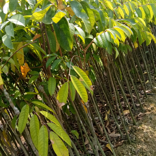 普宁市青橄榄