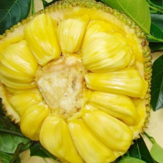 灵山县四季菠萝蜜苗