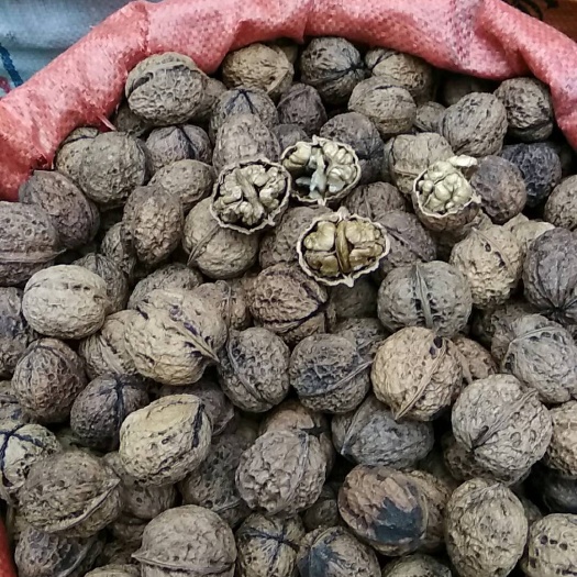 禄劝县云南核桃 