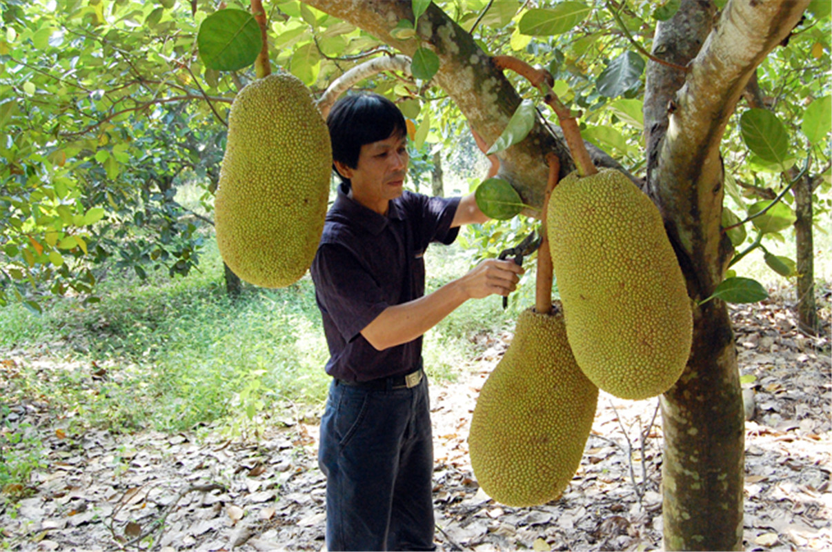 四季菠萝蜜苗