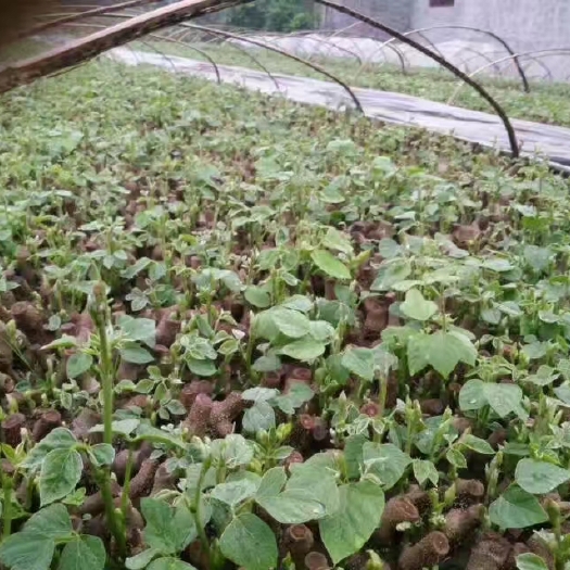 藤县粉葛种苗 